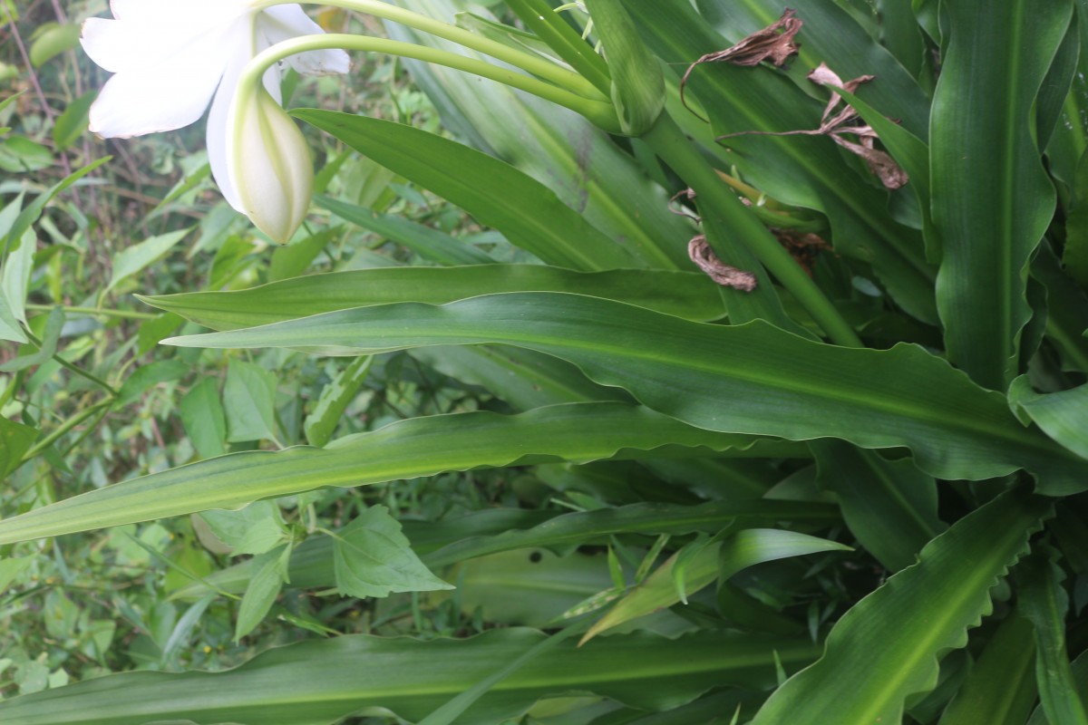 Crinum moorei Hook.f.